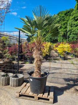 Hanfpalme-Trachycarpus-Wagnerianus-224