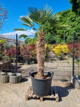 Hanfpalme-Trachycarpus-Wagnerianus-218