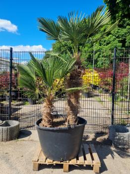 Hanfpalme-Trachycarpus-Wagnerianus-219