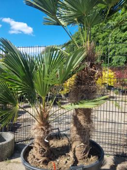 Winterharte Trachycarpus Wagnerianus  2 stämmige - 230 cm ↑ genau diesen ↑ Hanfpalme Nr.219