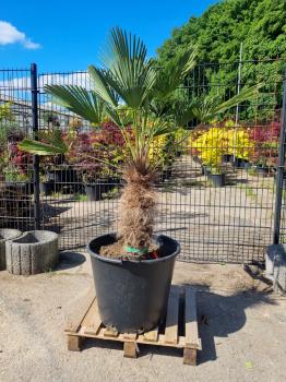 Hanfpalme-Trachycarpus-Wagnerianus-220