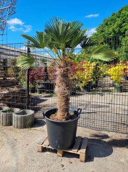 Hanfpalme-Trachycarpus-Wagnerianus-221