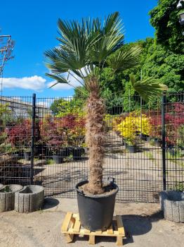 Hanfpalme-Trachycarpus-Wagnerianus-222