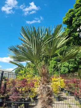 Winterharte Hanfpalme Trachycarpus 265 cm ↑ genau diesen ↑ Wagnerianus Nr.222