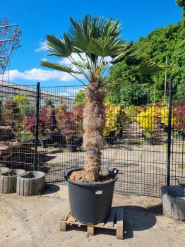 Hanfpalme-Trachycarpus-Wagnerianus-223