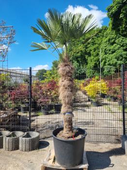 Hanfpalme-Trachycarpus-Wagnerianus-225