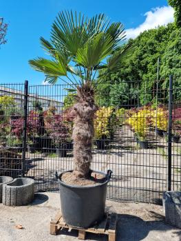 Hanfpalme-Trachycarpus-Wagnerianus-226