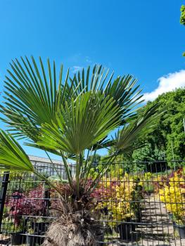 Winterharte Hanfpalme Trachycarpus 230cm ↑ genau diesen im Bild ↑ Wagnerianus Nr.226