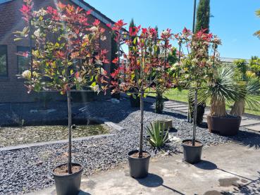 Photinia red robin hochstamm Spalier