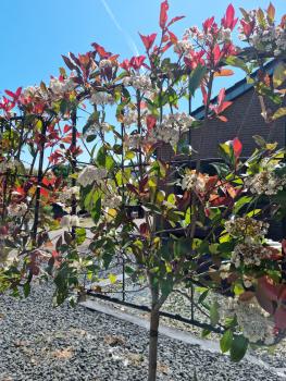 Photinia red robin hochstamm Spalier 210cm x 80cm Glanzmispel.