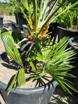 Chamaerops Vulcano zwergpalme 115cm Nr.V10