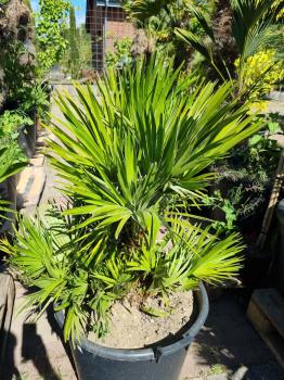 Chamaerops Vulcano zwergpalme 120cm Nr.V11