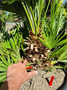 Chamaerops Vulcano zwergpalme 120cm Nr.V11