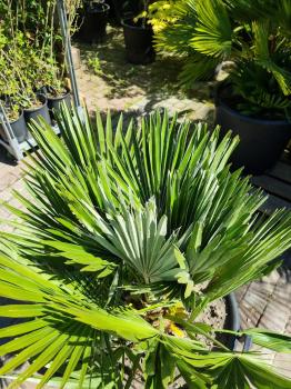 Chamaerops Vulcano zwergpalme 105cm Nr.V12