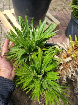 Chamaerops Vulcano zwergpalme 95cm Nr.V13
