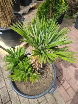 Chamaerops Vulcano zwergpalme 95cm Nr.V13