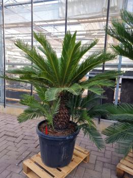 Cycas-Revoluta-1