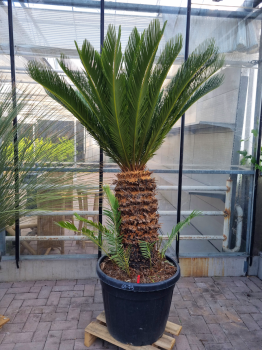 Cycas-Revoluta-4