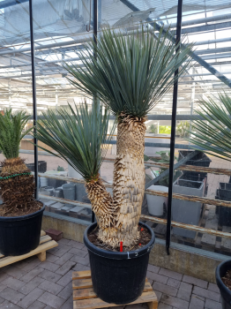 Yucca-Rostrata1
