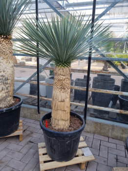 Yucca-Rostrata-2