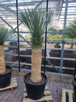 Yucca-Rostrata-3