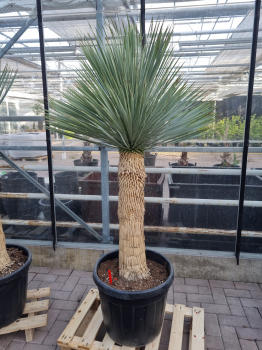 Yucca-Rostrata-4