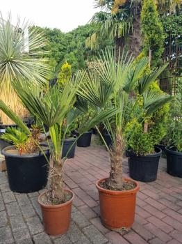 Hanfpalme-Trachycarpus-Wagnerianus 30 Stamm