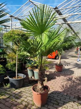Trachycarpus-Fortunei-227
