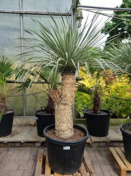 Yucca-Rostrata-7