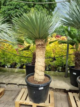 Yucca-Rostrata-9