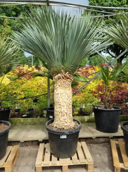 Yucca-Rostrata-10