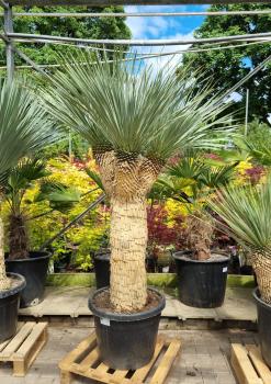 Yucca-Rostrata-5