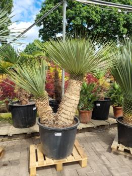Yucca-Rostrata-12