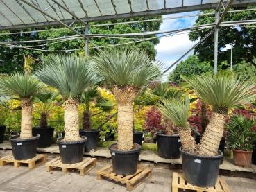 Yucca Rostrata kaufen - www.plantaplaza.de