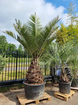 Honigpalme-Jubaea-Chilensis-1
