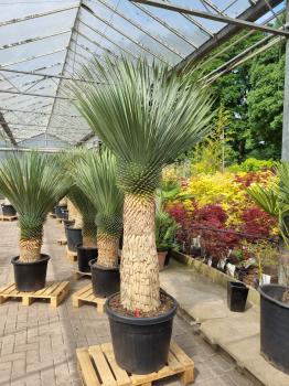 Yucca-Rostrata-14