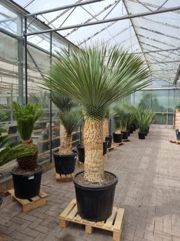 Yucca-Rostrata-15