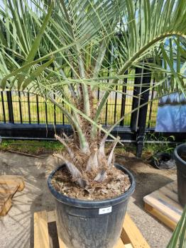 Butia capitata Palme 250 cm - Geleepalme - 60 cm Stammhöhe.