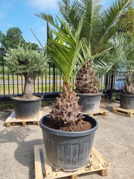 Honigpalme-Jubaea-Chilensis-2
