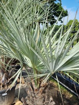 Brahea armata Palme 160cm - Blaue Hesperidenpalme Nr.2
