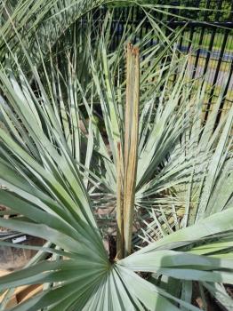 Brahea armata Palme 160cm - Blaue Hesperidenpalme Nr.2