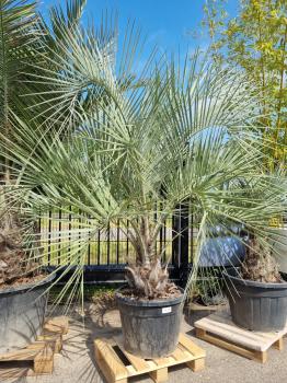Butia-capitata-Geleepalme-250cm