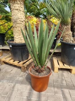 Yucca Faxoniana 1