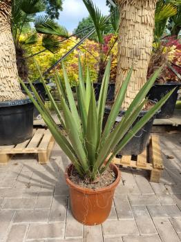 Yucca-Faxoniana-2