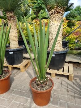 Yucca-Faxoniana-3