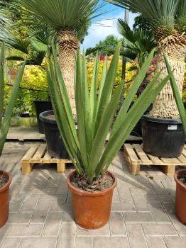 Yucca-Faxoniana4