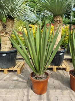 Yucca-Faxoniana-5