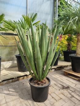 Yucca-Faxoniana-6