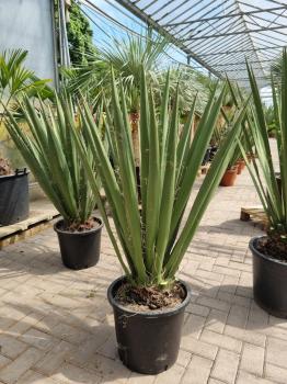 Yucca-Faxoniana-7