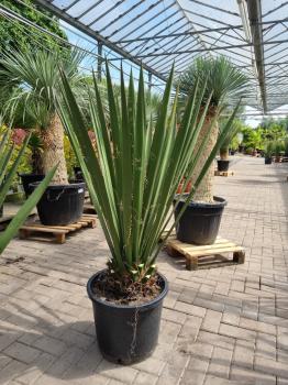 Yucca-Faxoniana-8